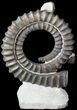 Devonian Ammonite (Anetoceras) - Morocco #63082-1